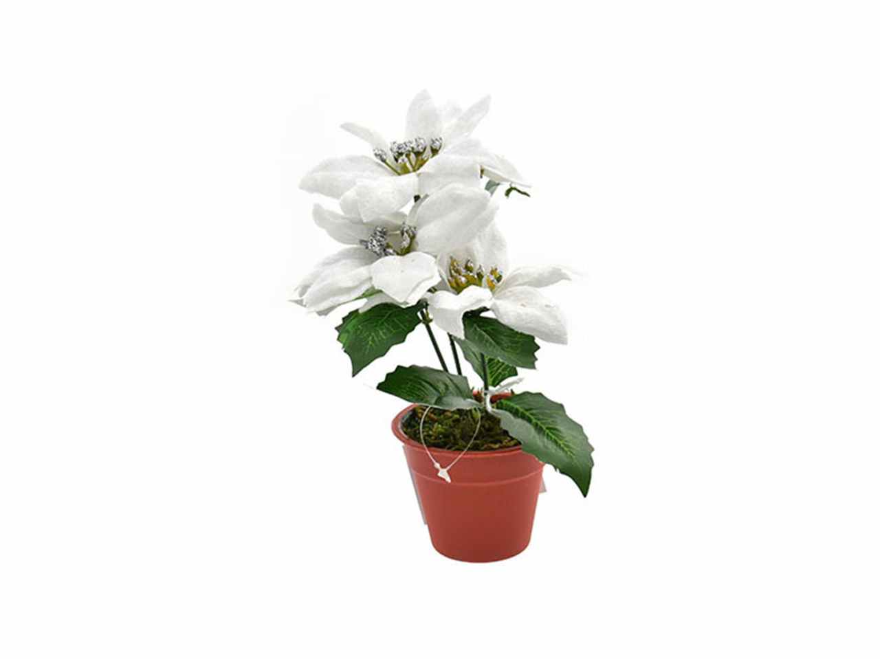 STELLA NATALE CON VASO BIANCO 41051447