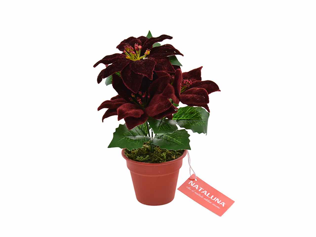 STELLA NATALE CON VASO BORDEAU 41051452