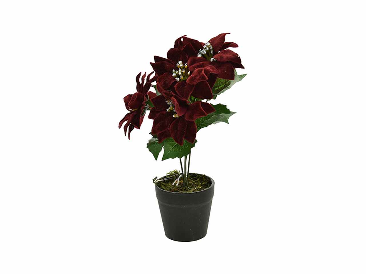 STELLA NATALE CON VASO BORDEAU 41051446