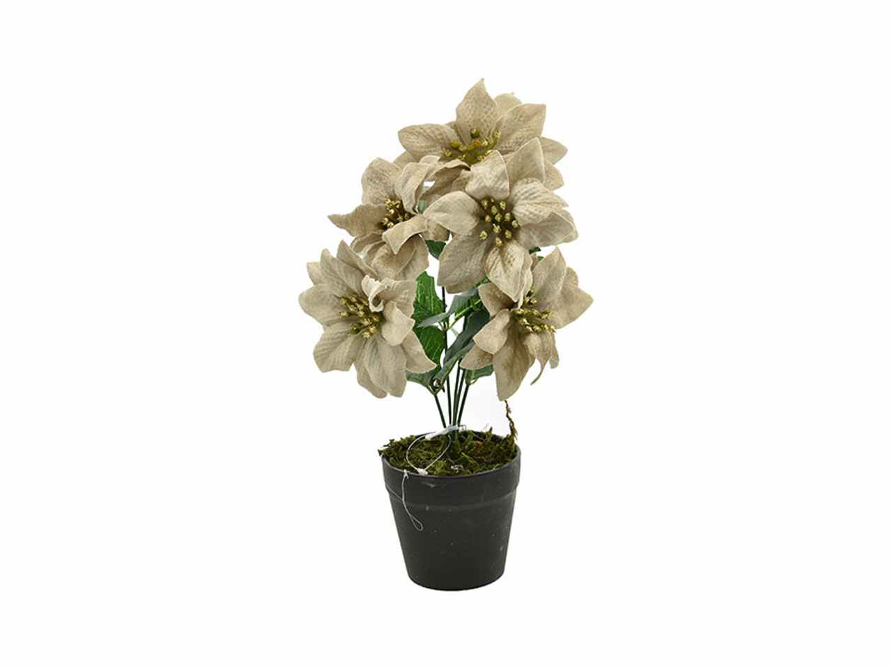 STELLA NATALE CON VASO CHAMPAG 41051445