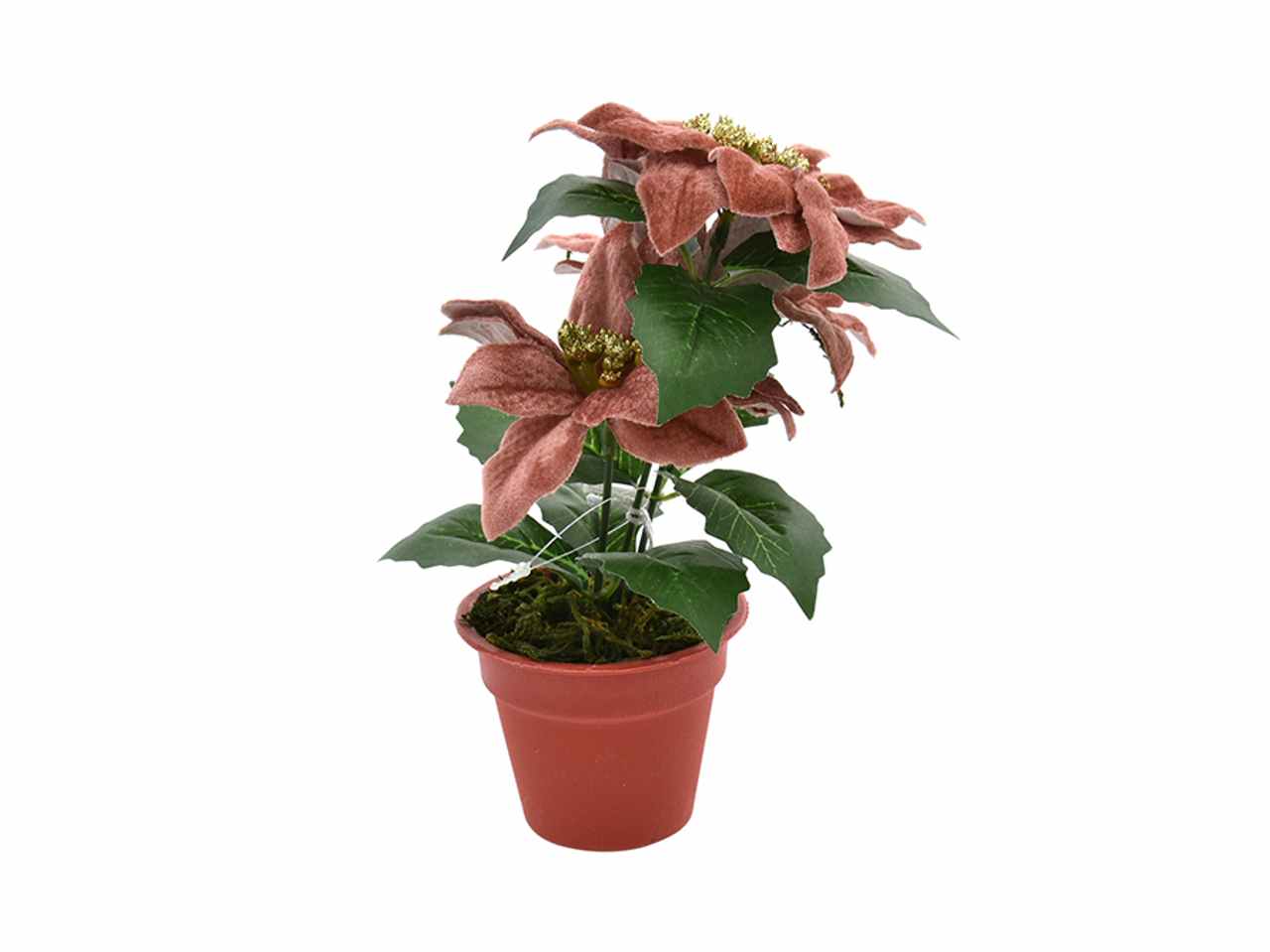 STELLA NATALE CON VASO ROSA 41051449