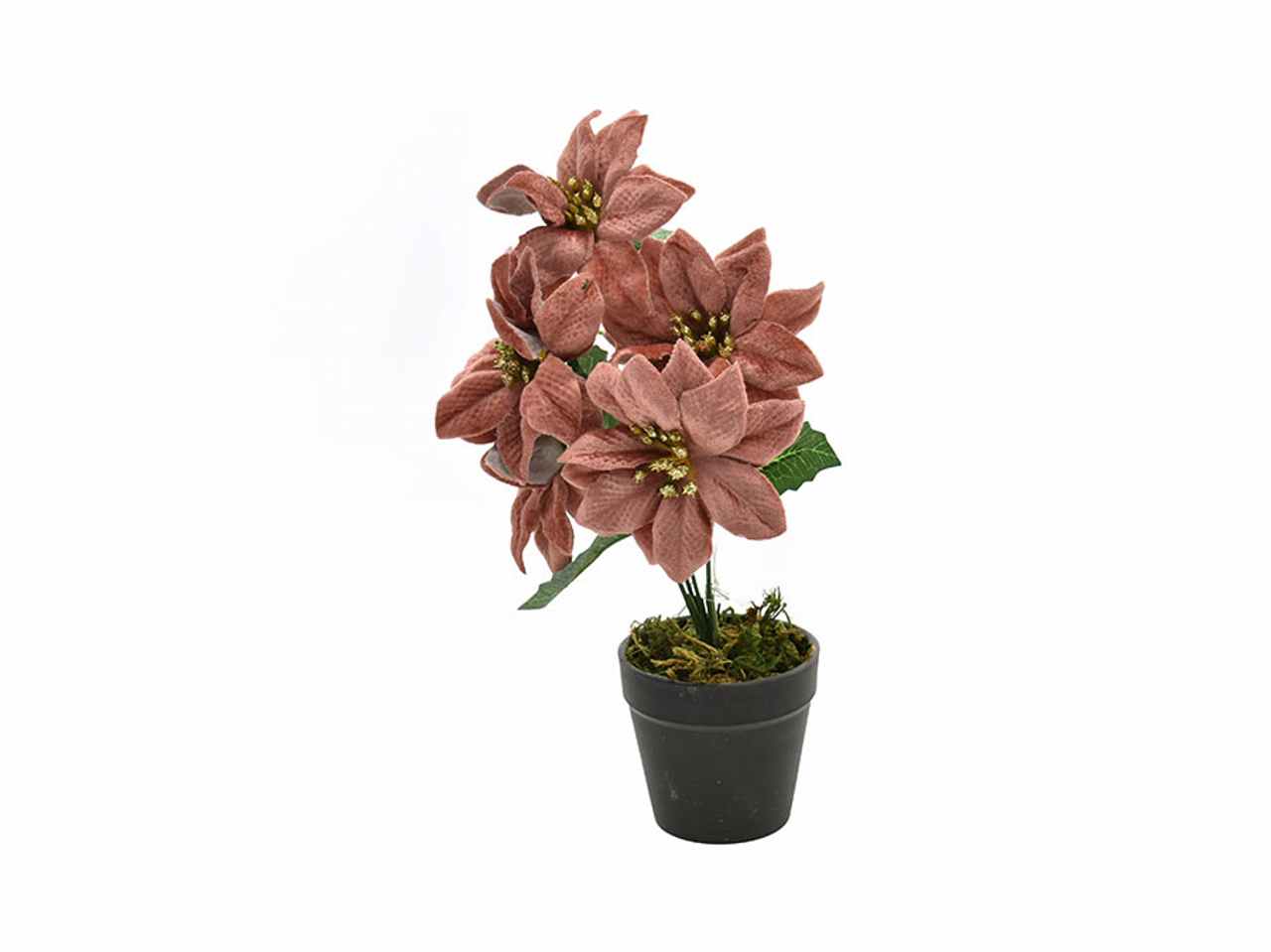 STELLA NATALE CON VASO ROSA D. 41051444