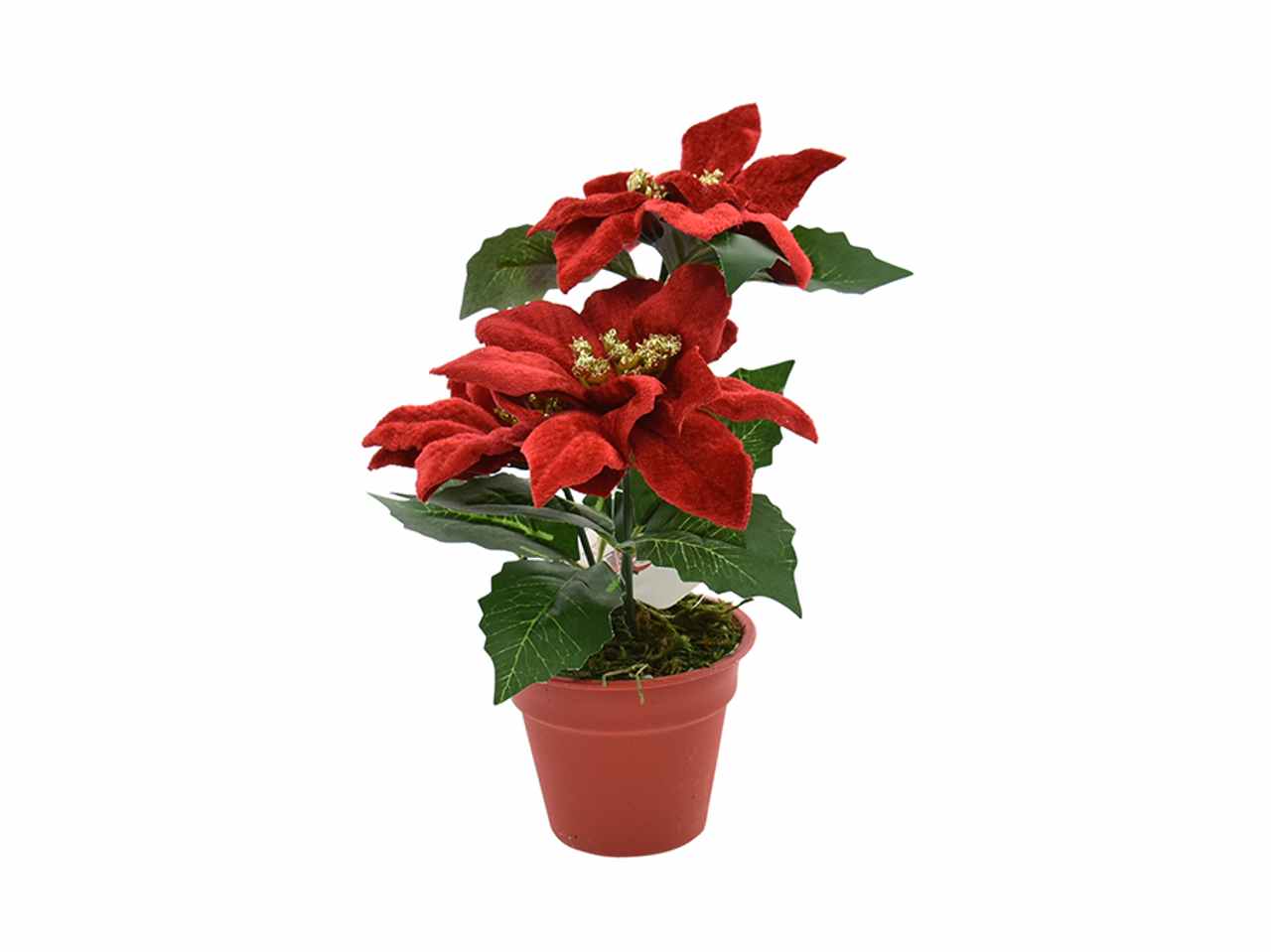 STELLA NATALE CON VASO ROSSO 41051448