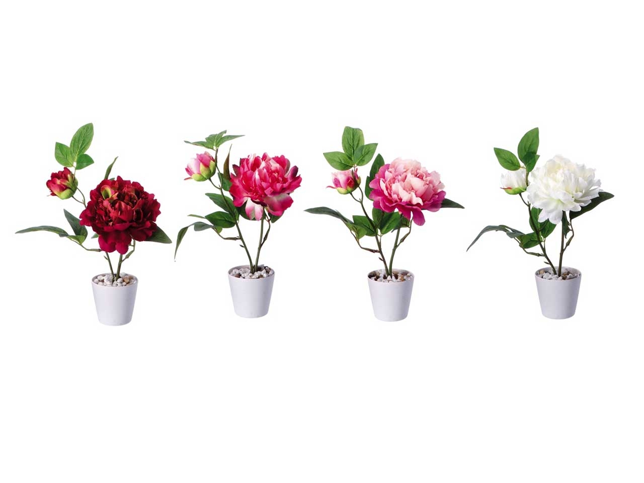 PEONIA IN VASO D.10XH.32CM 100681 PEONIA IN VASO D.10XH.32CM 100681
