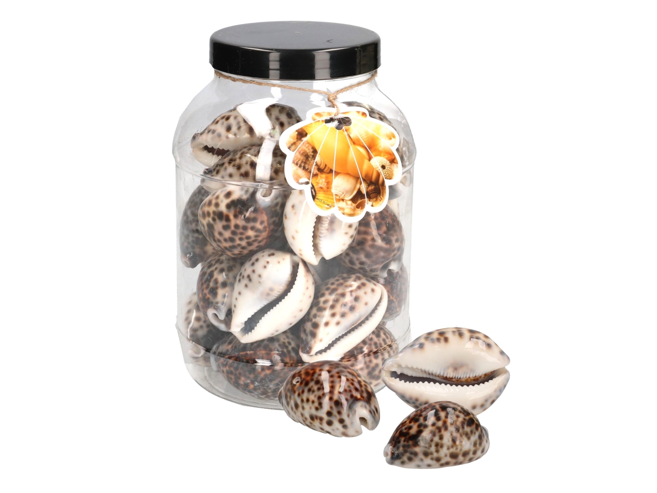 DECOR.MARE CONCHIGL.24PZ 7X9 5125720000