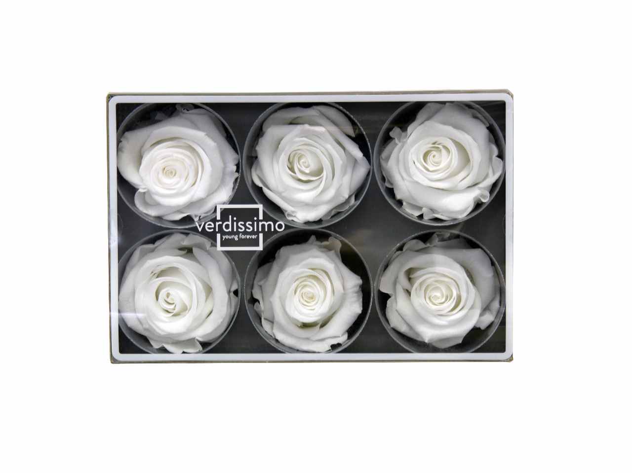 ROSA STABILIZZATA BIANCA 6pz RST/2000