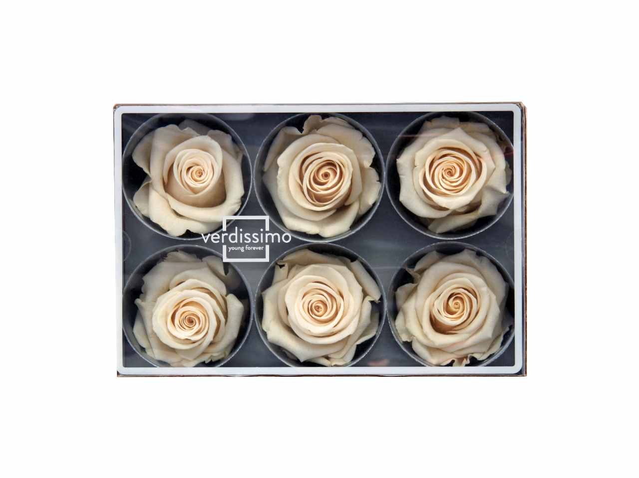 ROSA STABILIZZATA CHAMP.6pz RST/2020