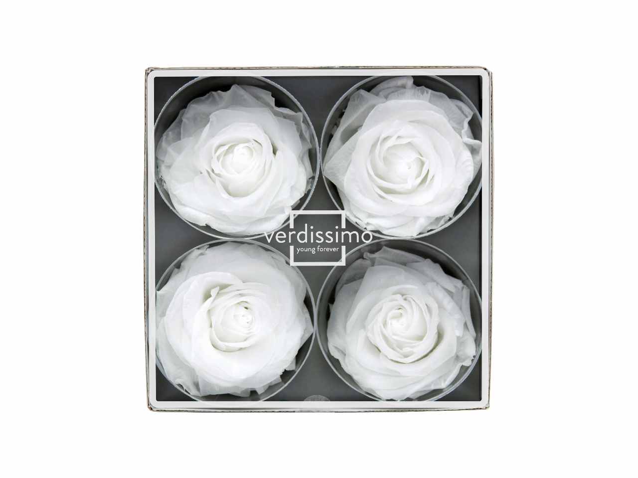 ROSA STABILIZZATA BIANCA 4pz RSG/2000