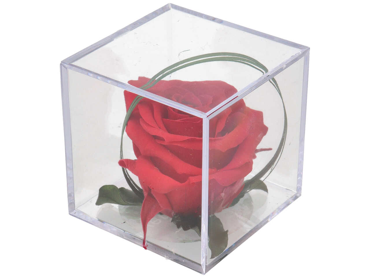 ROSA MELCHOR ROSSA MEL20