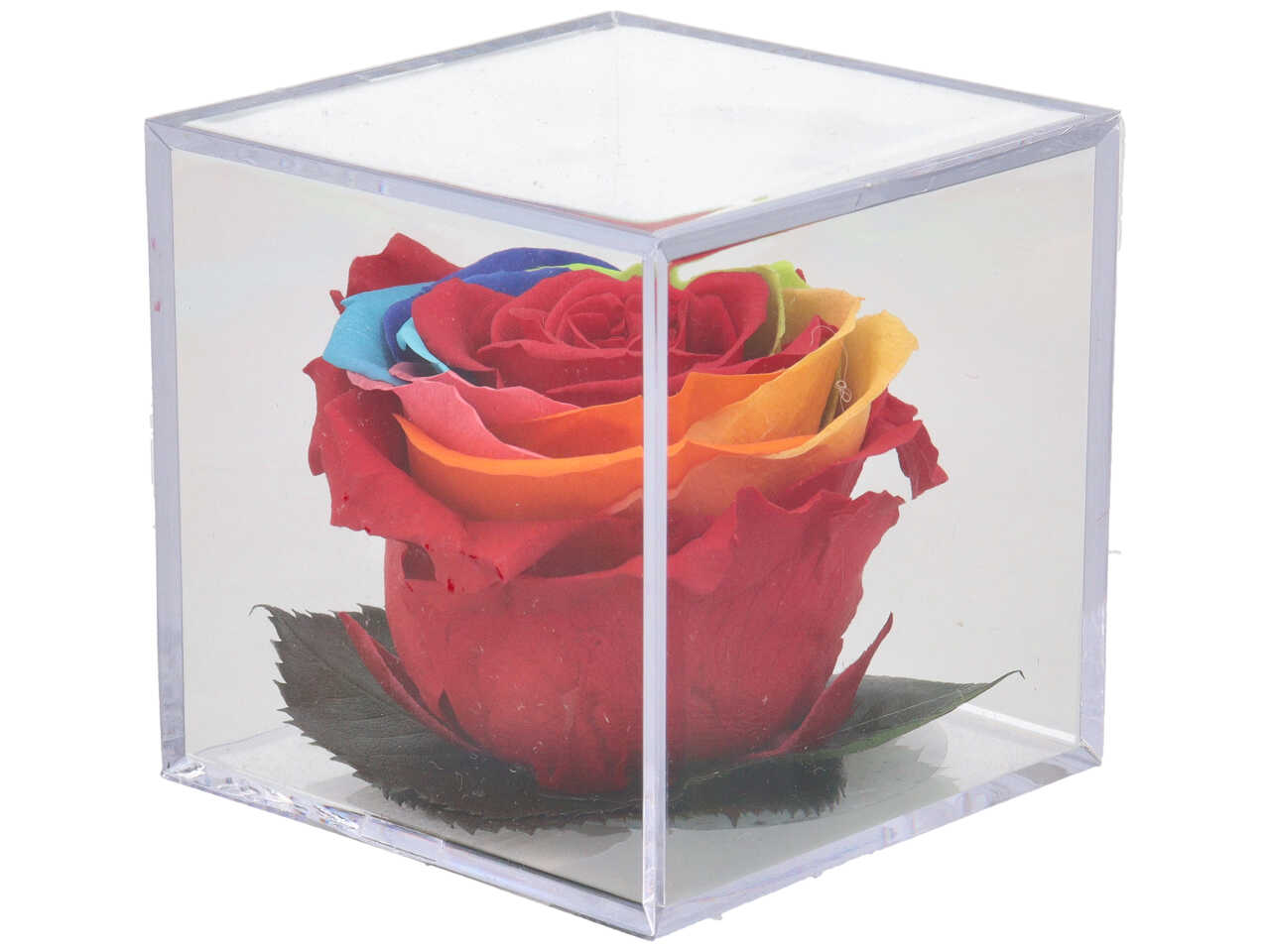 ROSA MELCHOR ARCOBALENO MEL88