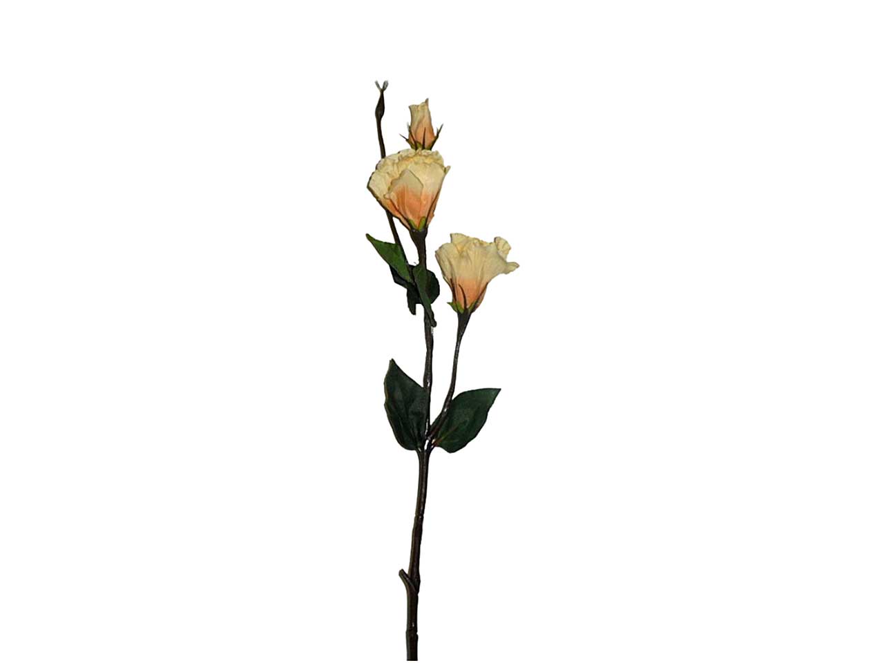 LISIANTHUS GIALLO 5899
