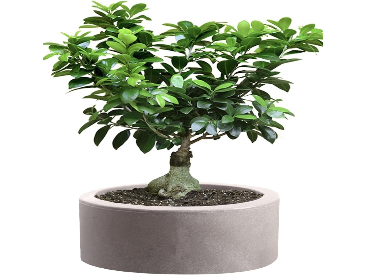 LINEA ECHO VASO 25CM CENERE R5525S