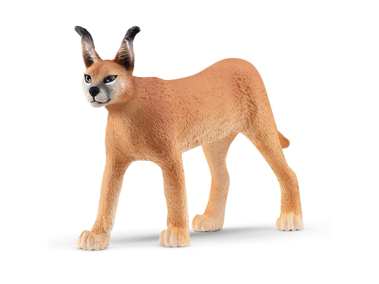 CARACAL FEMMINA 14867