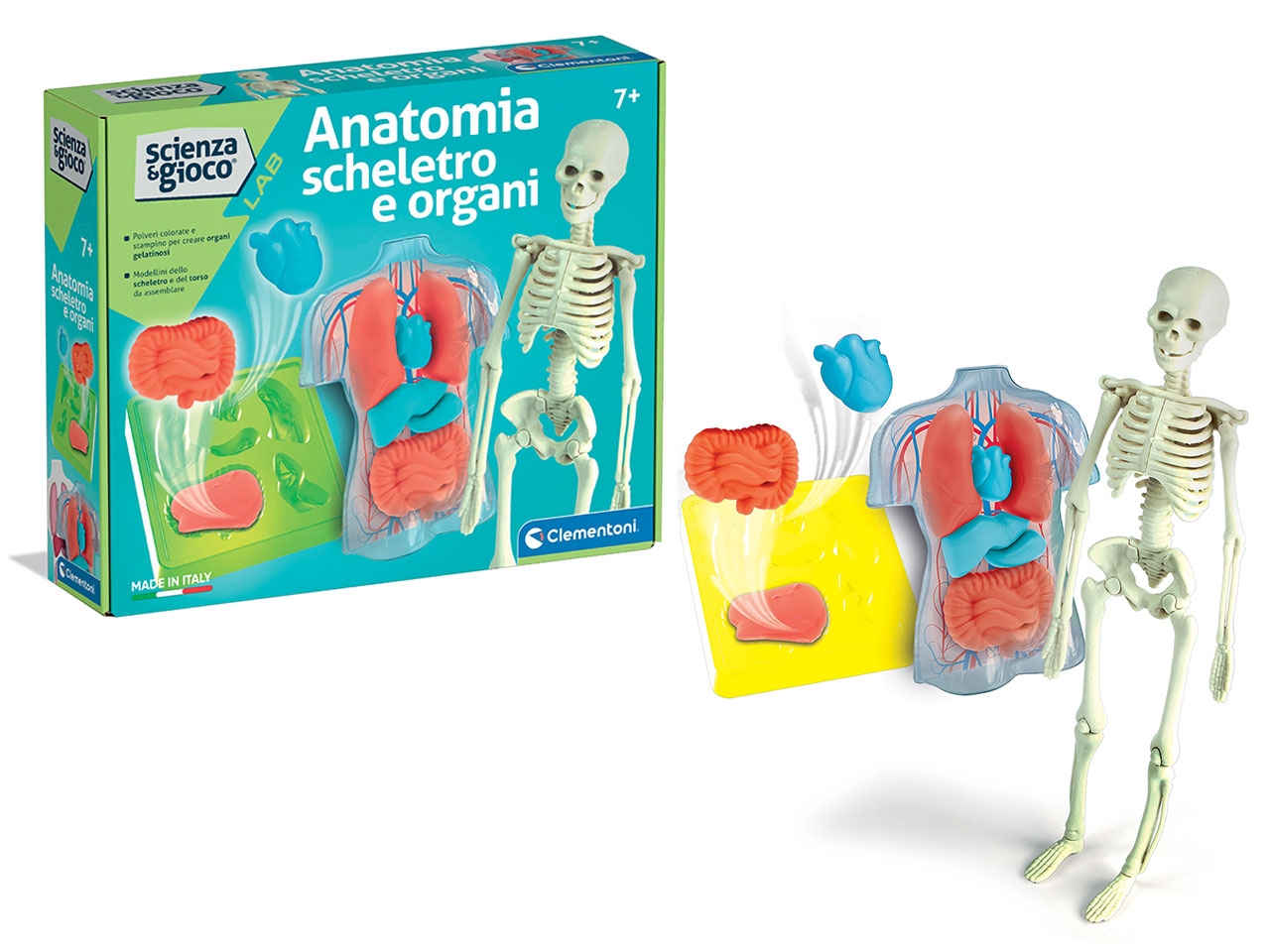 ANATOMIA SQUISHY 19414.8