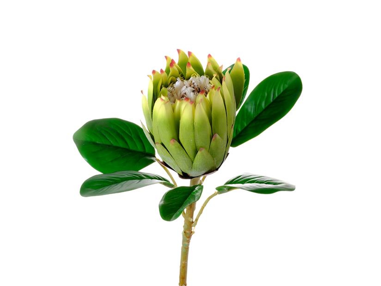 PROTEA BURDETTI VERDE 30200004-01