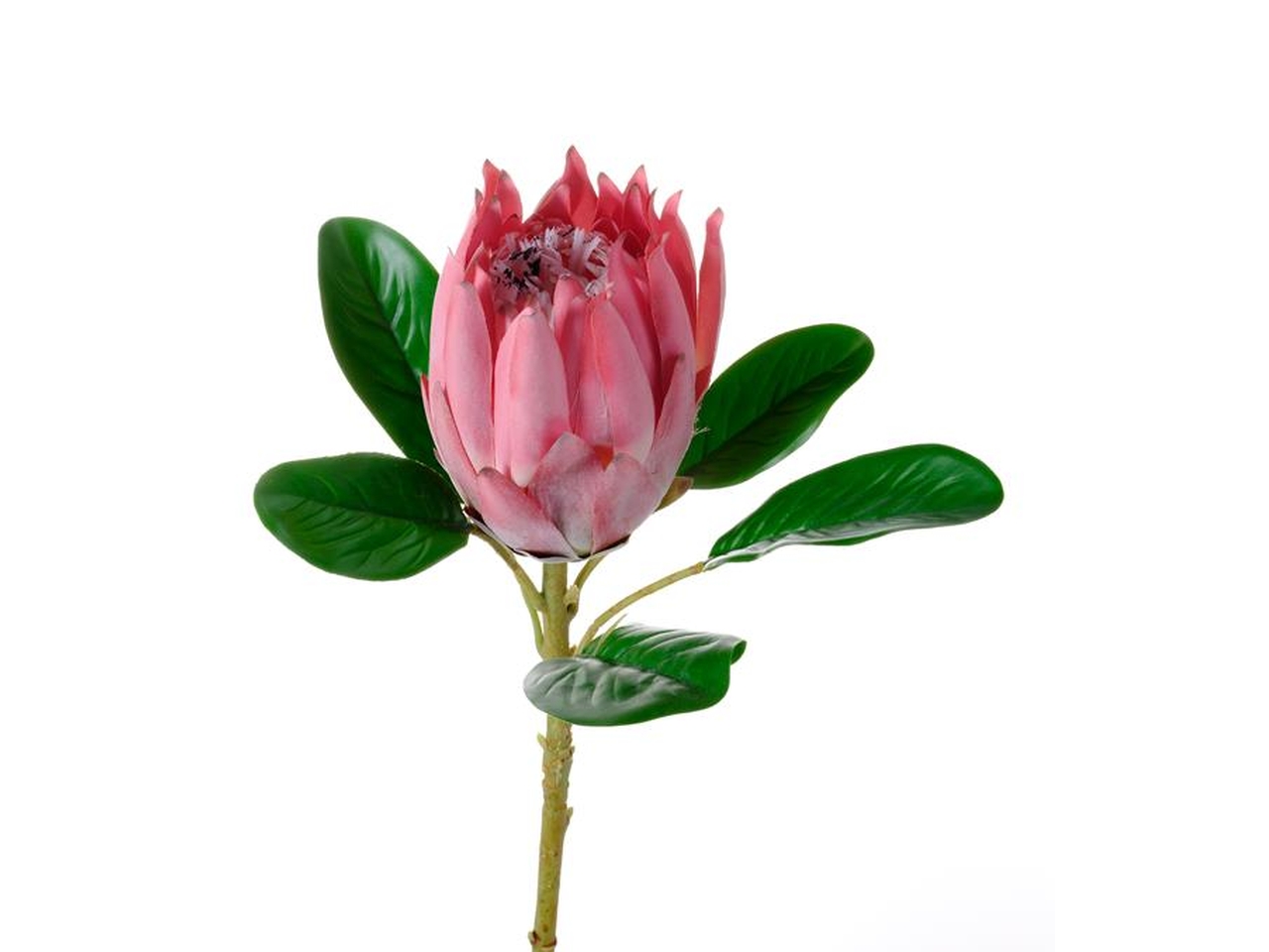 PROTEA BURDETTI ROSA 30200004-91