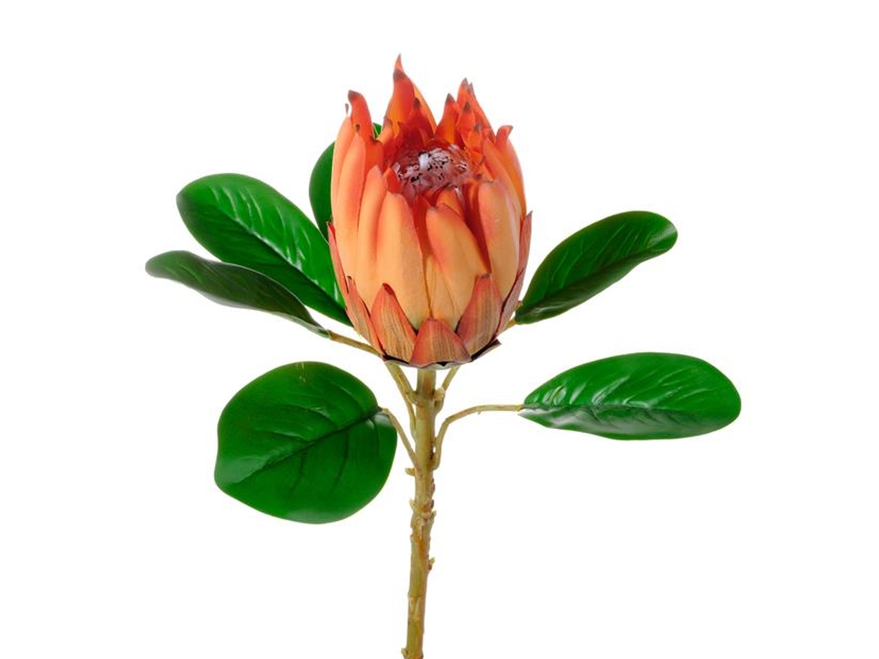 PROTEA BURDETTI ARANCIO 30200004-14