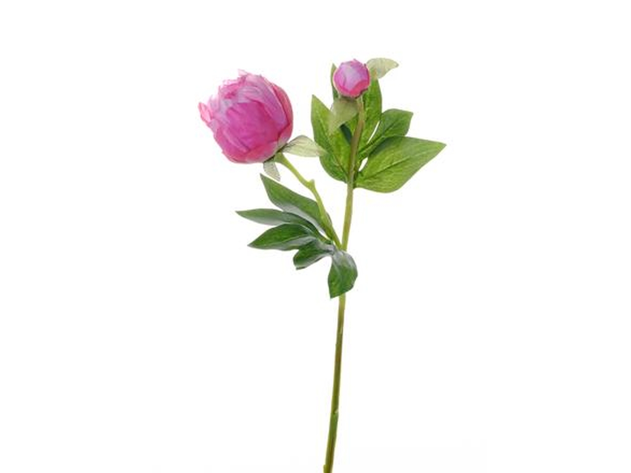 MINI PEONIA CON BOCCIOLO FUCSIA 12090008-12