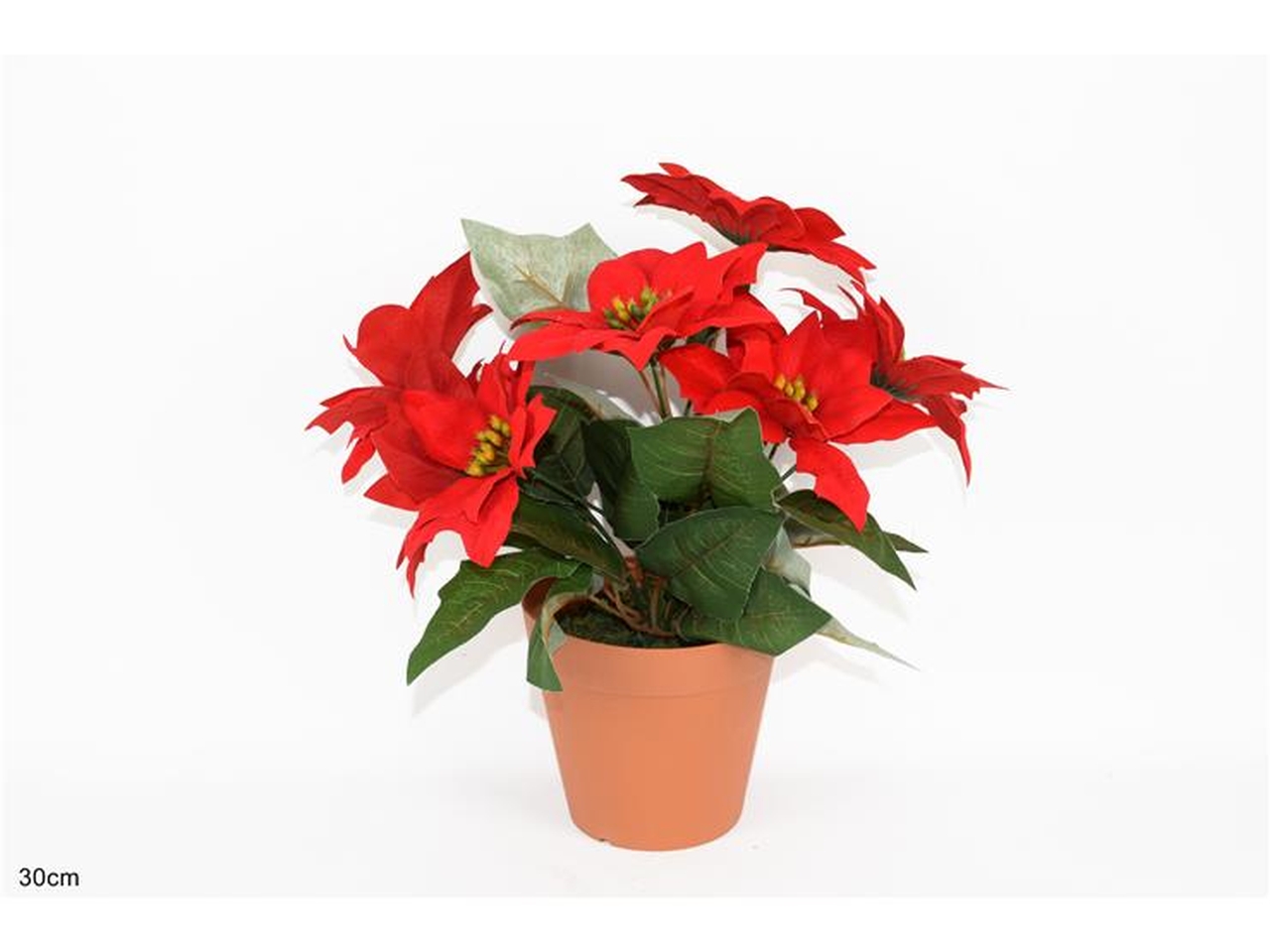 PIANTINA C/6 STELLE DI NATALE 30CM XNA18022691