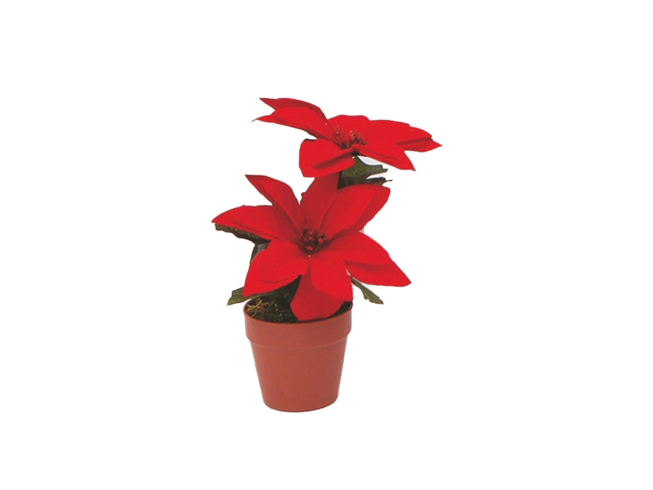 STELLE DI NATALE C/VASO 17CM 2PZ ROSSE CEN-85391S