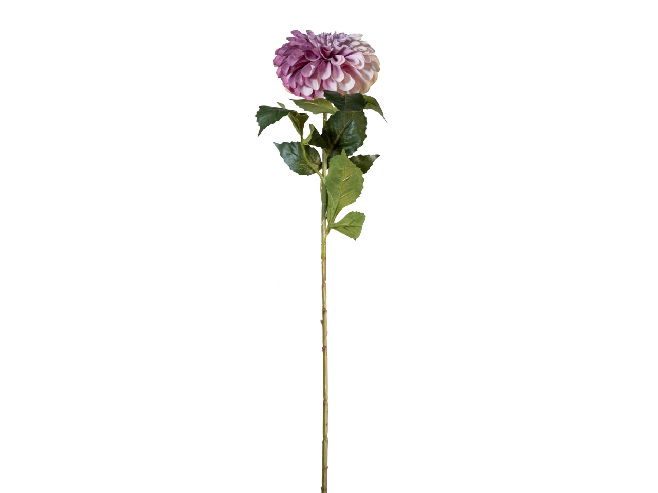 RAMO ZINNIA AUTUNNALE 70CM MAUVE 40000013-06 RAMO ZINNIA AUTUNNALE 70CM MAUVE 40000013-06