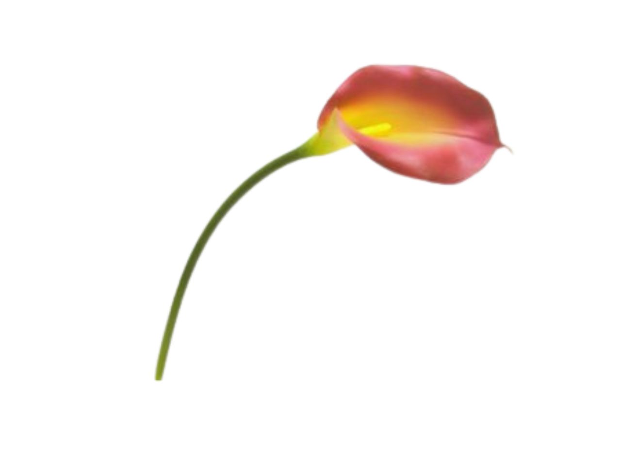 CALLA LILY SPRAY 73CM COLORE 17 114434 17 CALLA LILY SPRAY 73CM COLORE 17 114434 17