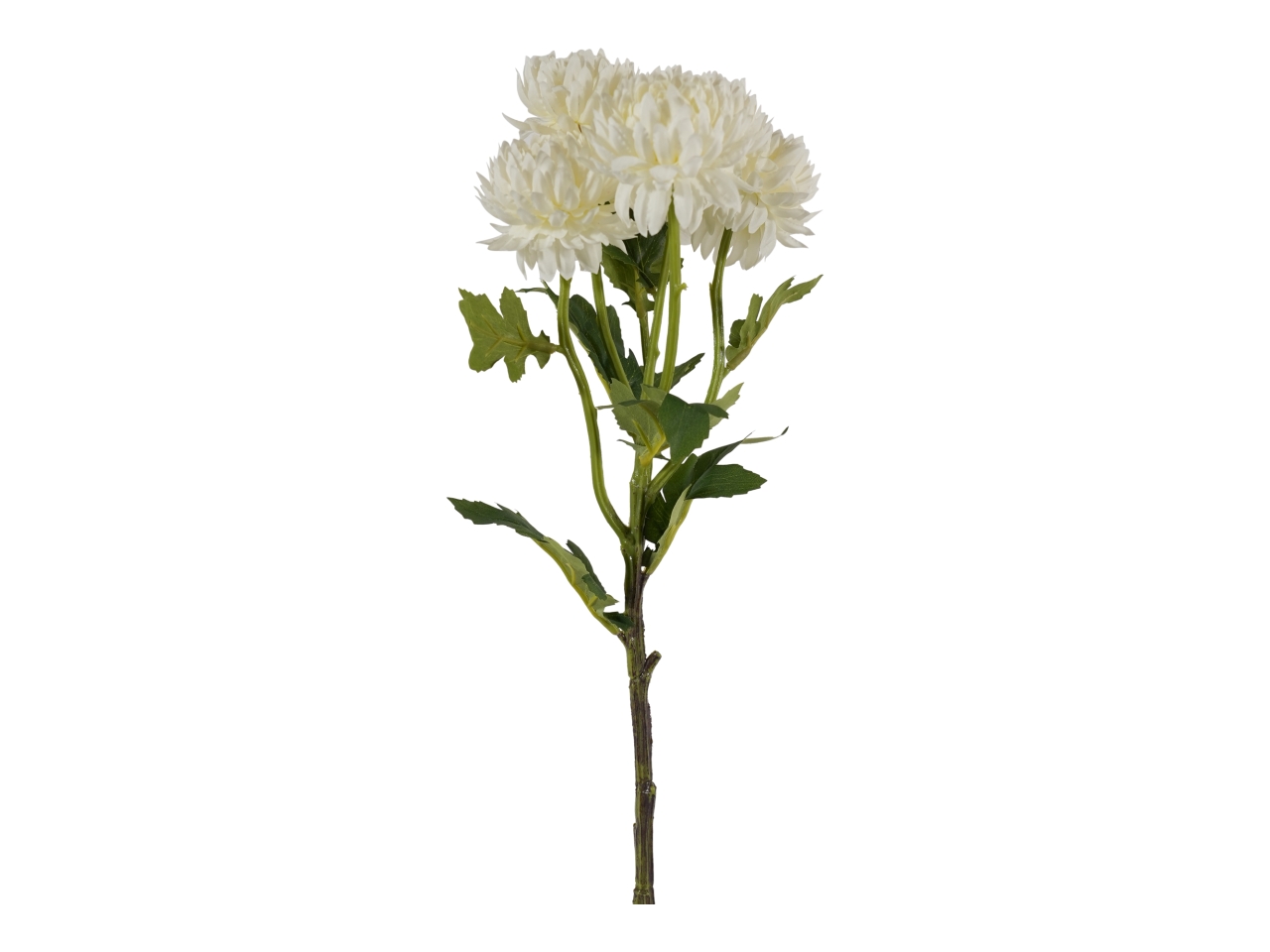 TRALCIO CRISANTEMO BIANCO A27293_03