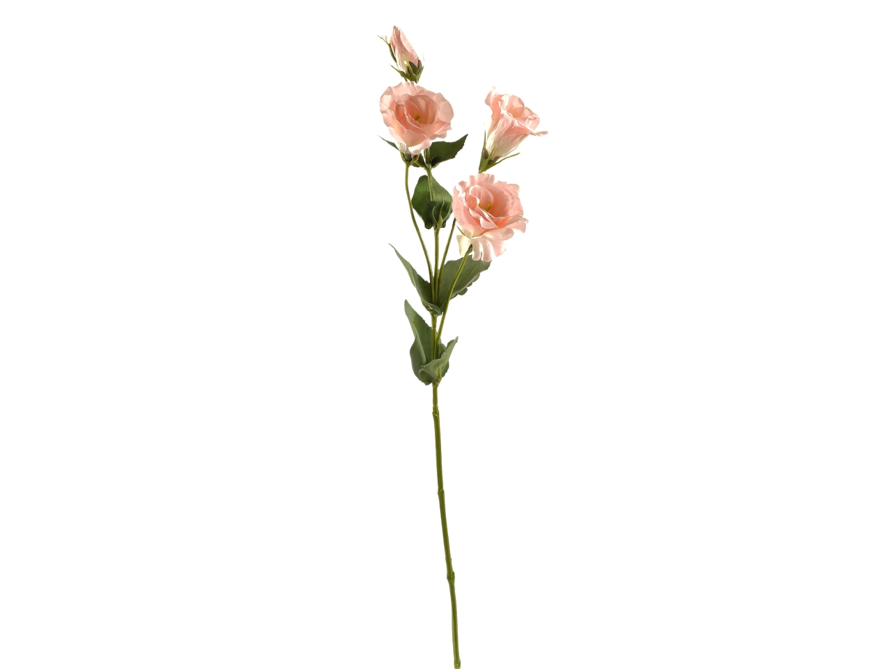 EUSTOMA SPRUZZATO MAZZO 70CM ROSA DS002726 EUSTOMA SPRUZZATO MAZZO 70CM ROSA DS002726