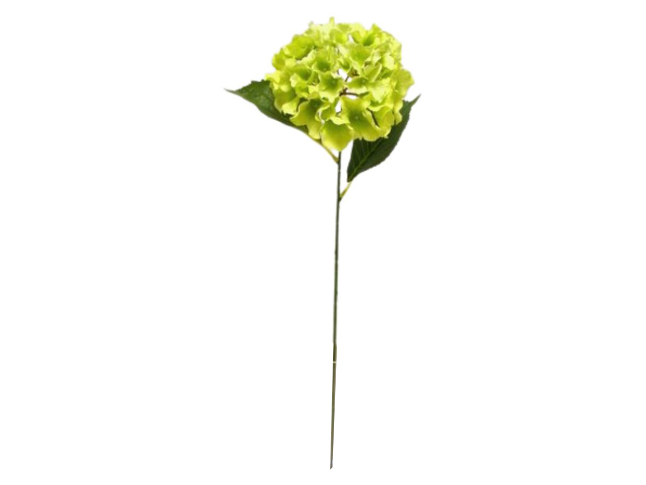 ORTENSIA SPRUZZATO SINGOLA 70CM VERDE DS003169 ORTENSIA SPRUZZATO SINGOLA 70CM VERDE DS003169