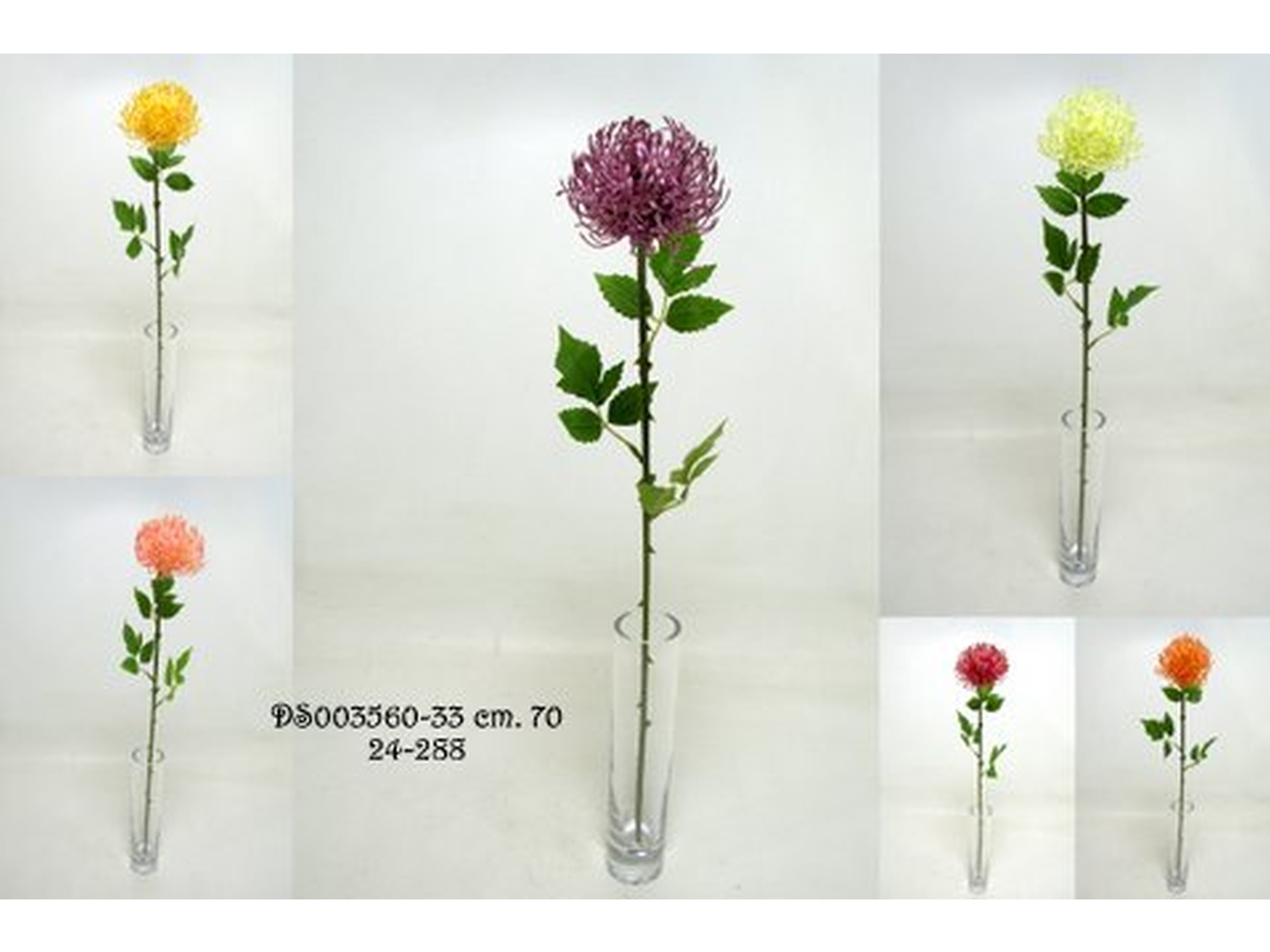 LEUCOSPERMUM SPRUZZATO 70CM ASSORTITI DS003560