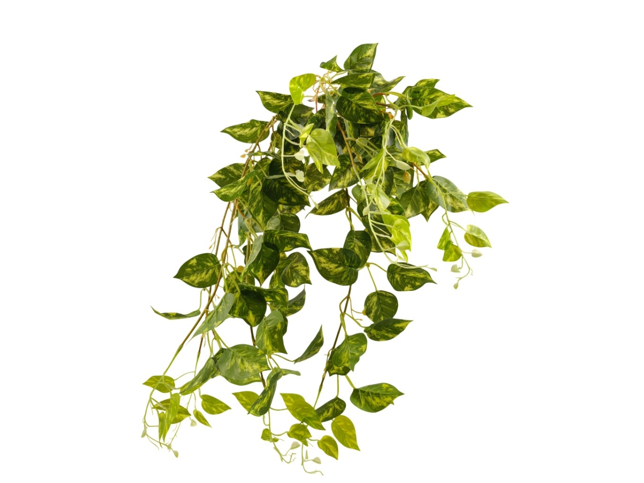 POTHOS CASCANTE CESPUGLIO  80CM NATURALE DS003661
