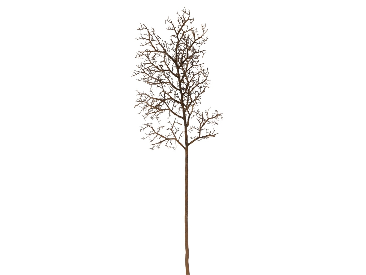 RAMO NATURALE DS003801 RAMO NATURALE DS003801