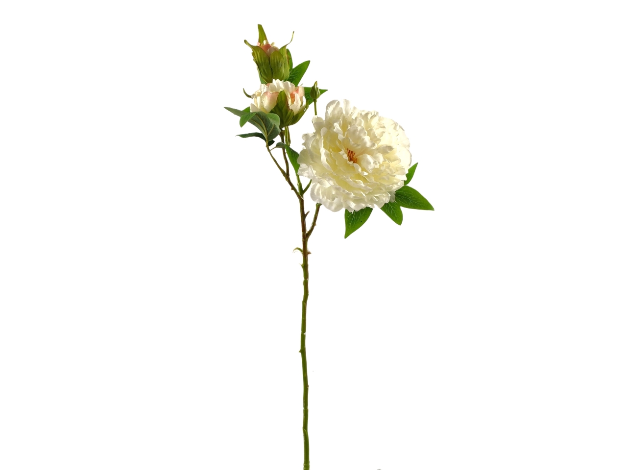 PEONIA SPRUZZATO CREMA DS003816 PEONIA SPRUZZATO CREMA DS003816