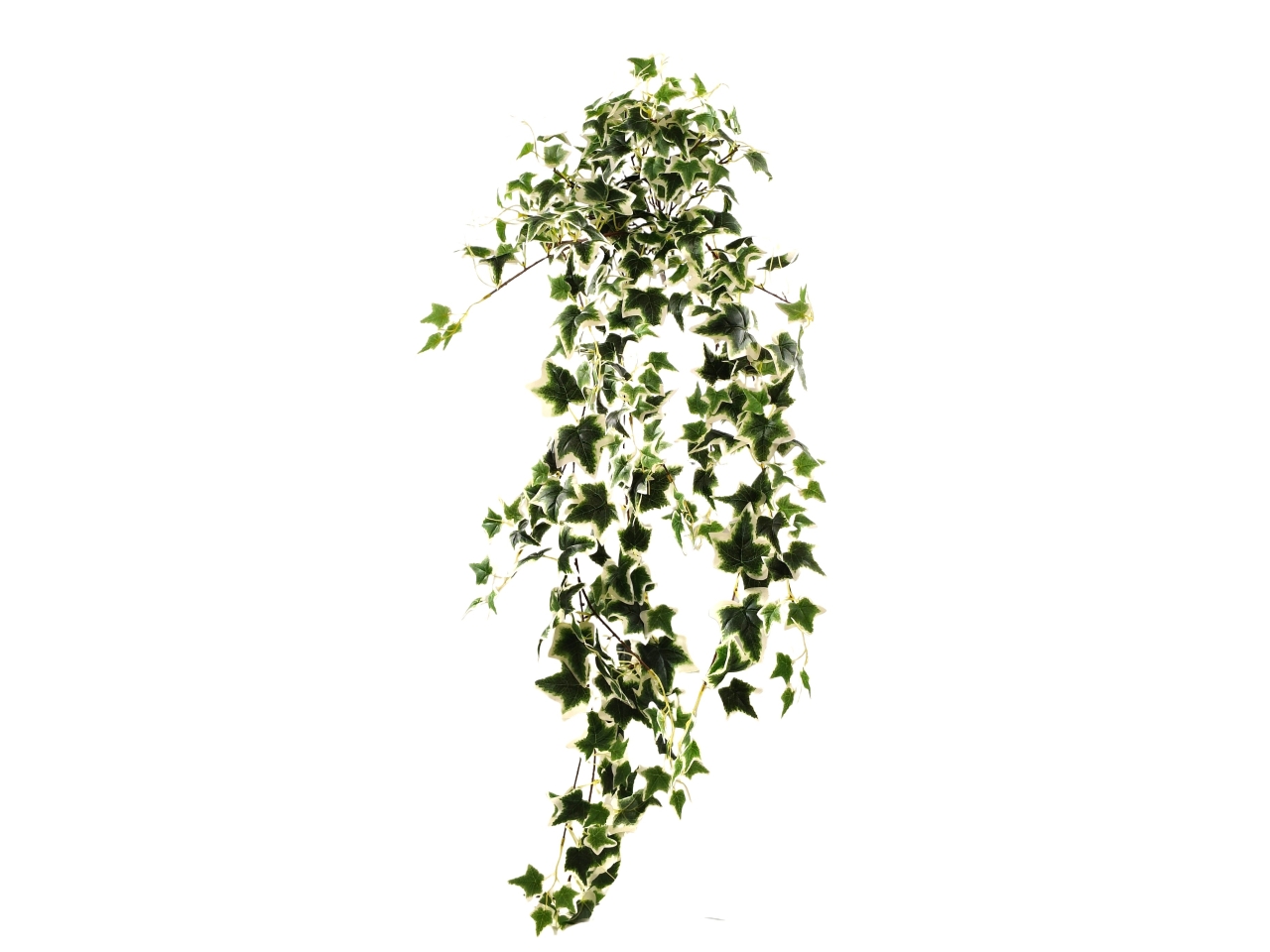 EDERA CESPUGLIO CASCANTE VARIEGATO DS003928