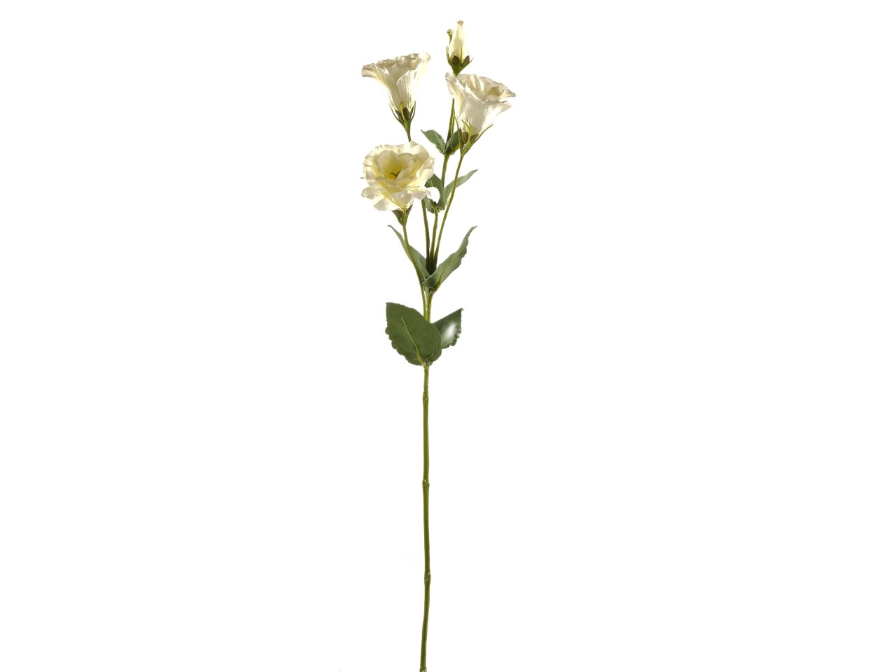 EUSTOMA SPRUZZATO MAZZO 70CM CREMA DS002726 EUSTOMA SPRUZZATO MAZZO 70CM CREMA DS002726