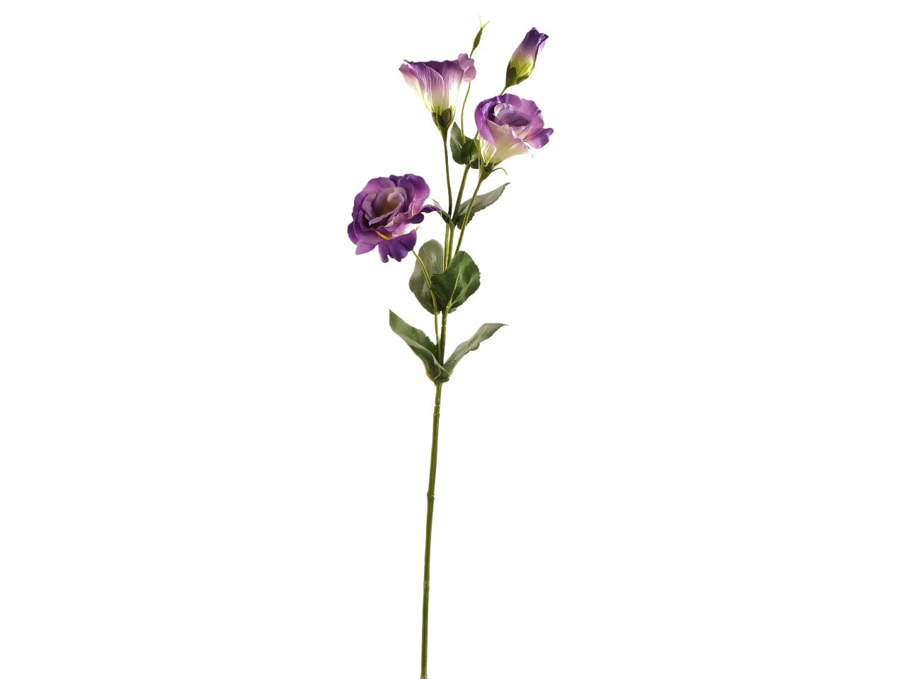 EUSTOMA SPRUZZATO MAZZO 70CM LAVANDA DS002726 EUSTOMA SPRUZZATO MAZZO 70CM LAVANDA DS002726