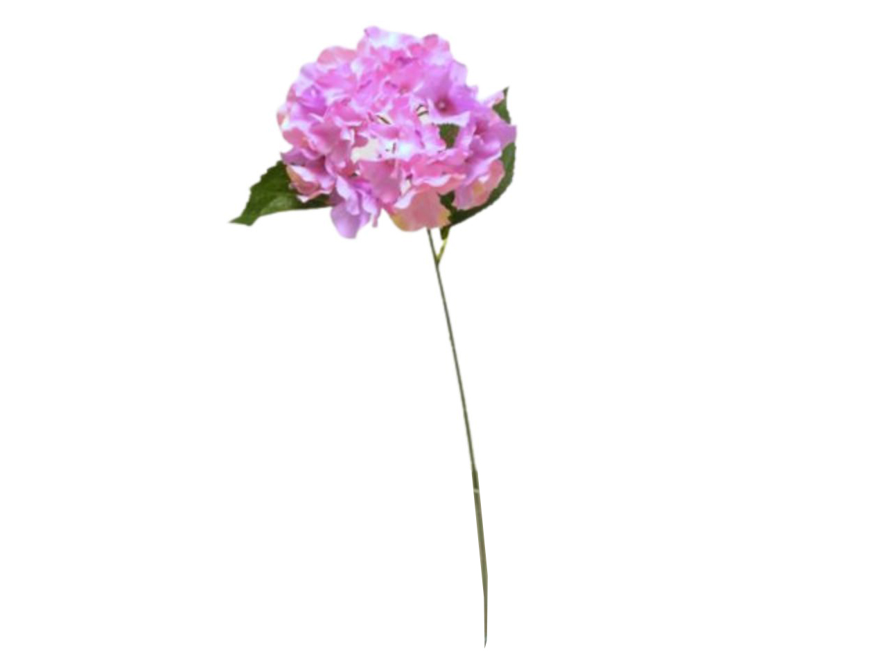 ORTENSIA SPRUZZATO SINGOLA 70CM ROSA DS003169 ORTENSIA SPRUZZATO SINGOLA 70CM ROSA DS003169