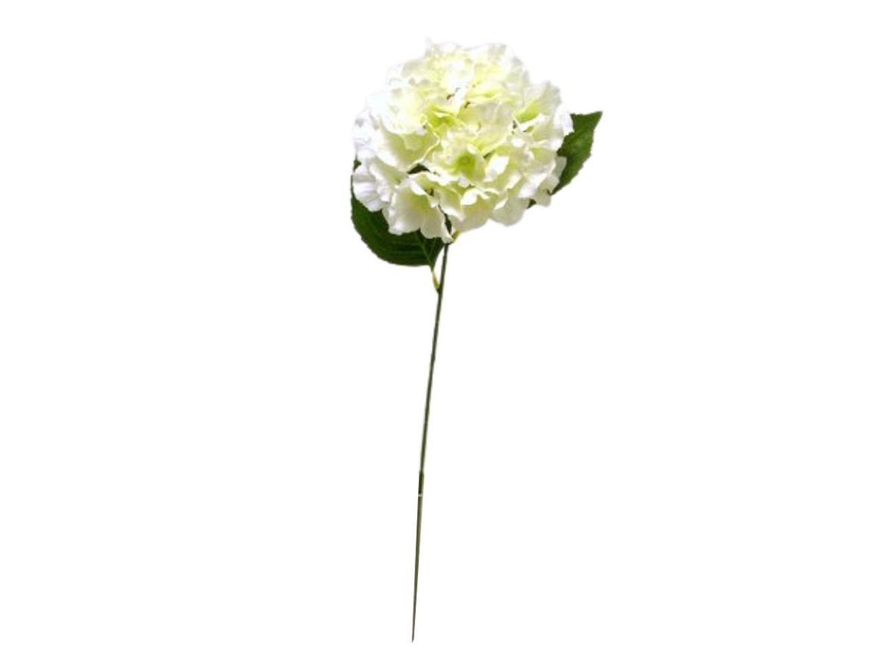 ORTENSIA SPRUZZATO SINGOLA 70CM CREMA DS003169 ORTENSIA SPRUZZATO SINGOLA 70CM CREMA DS003169