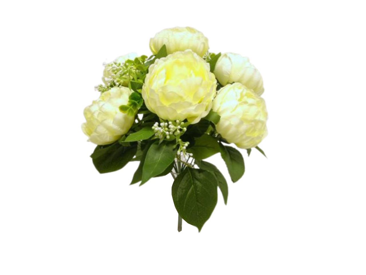 PEONIA CESPUGLIO 12 RAMI 6 FIORI CREMA DS003383 PEONIA CESPUGLIO 12 RAMI 6 FIORI CREMA DS003383