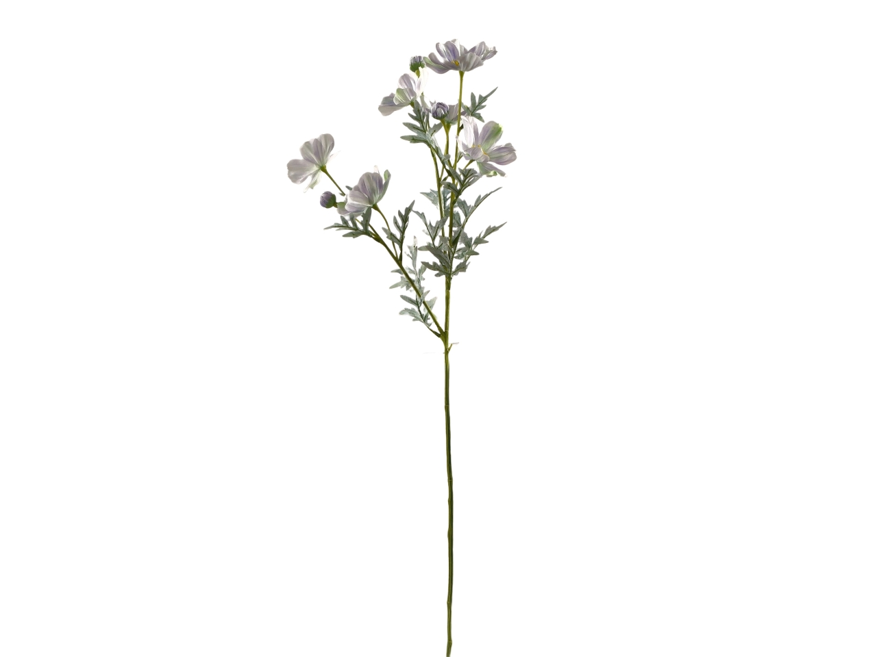 COSMOS SPRUZZATO MAZZO 80CM CREMA DS003695