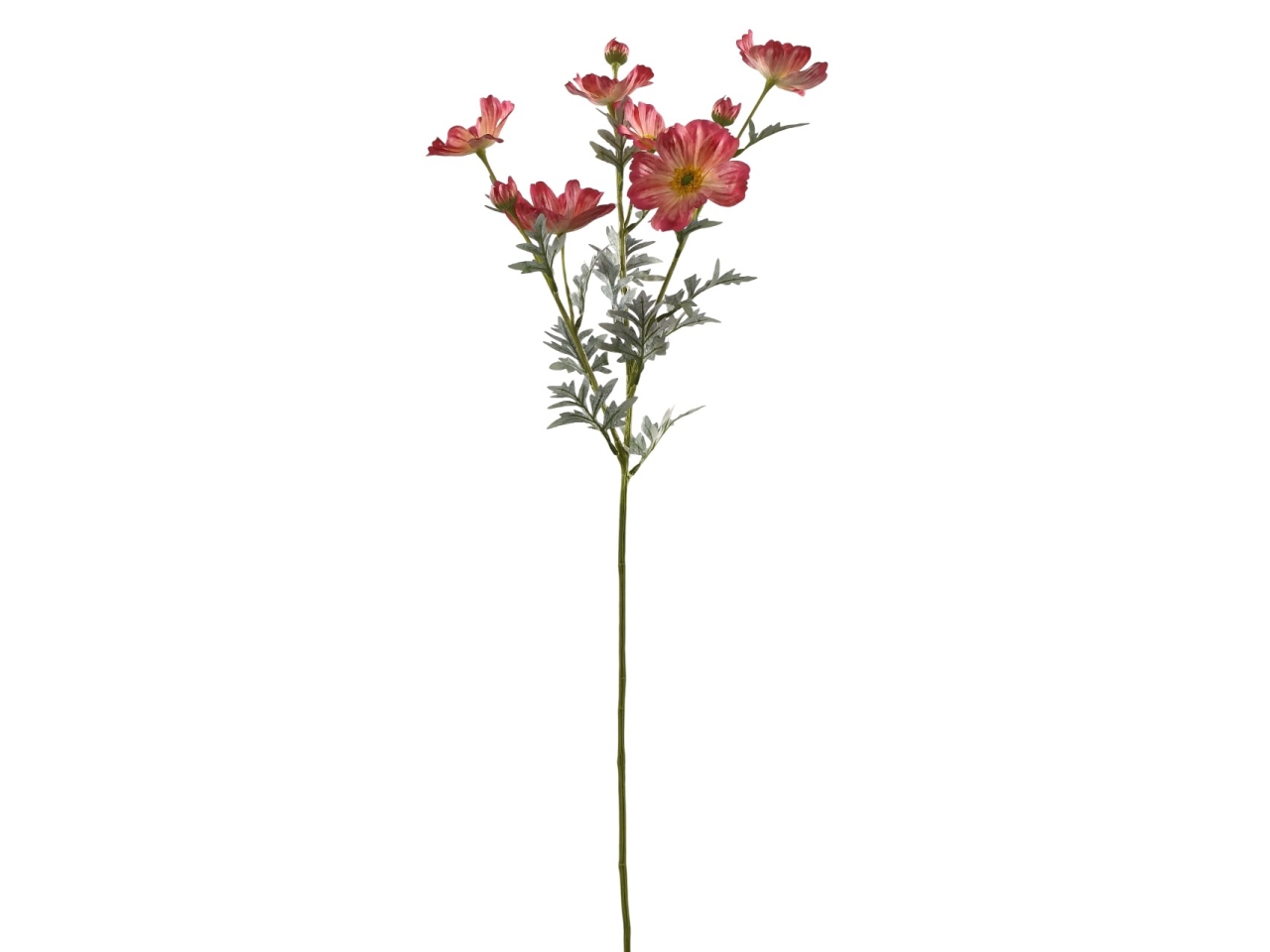 COSMOS SPRUZZATO MAZZO 80CM FUCSIA DS003695