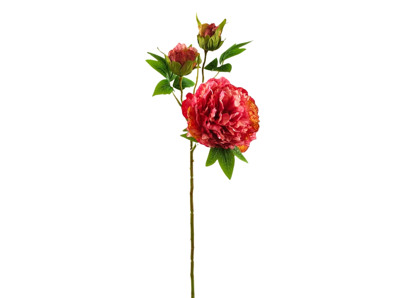 PEONIA SPRUZZATO FUCSIA DS003816 PEONIA SPRUZZATO FUCSIA DS003816