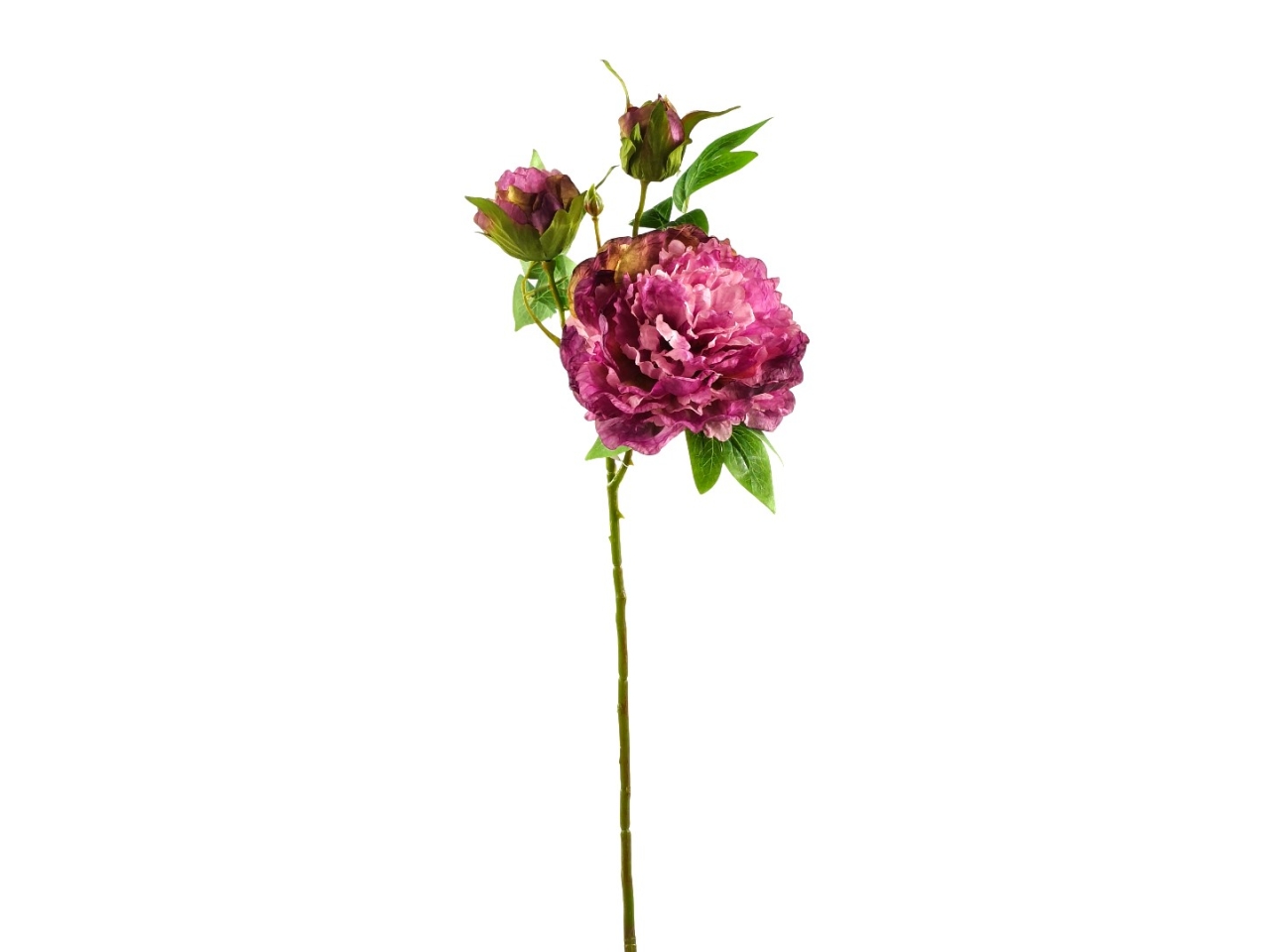 PEONIA SPRUZZATO LAVANDA DS003816 PEONIA SPRUZZATO LAVANDA DS003816