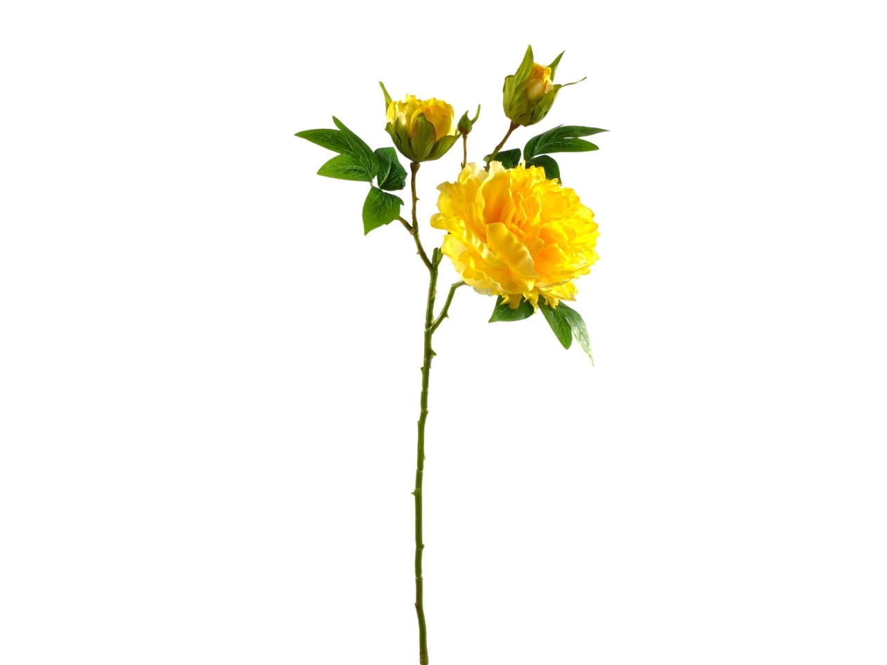 PEONIA SPRUZZATO GIALLO DS003816 PEONIA SPRUZZATO GIALLO DS003816