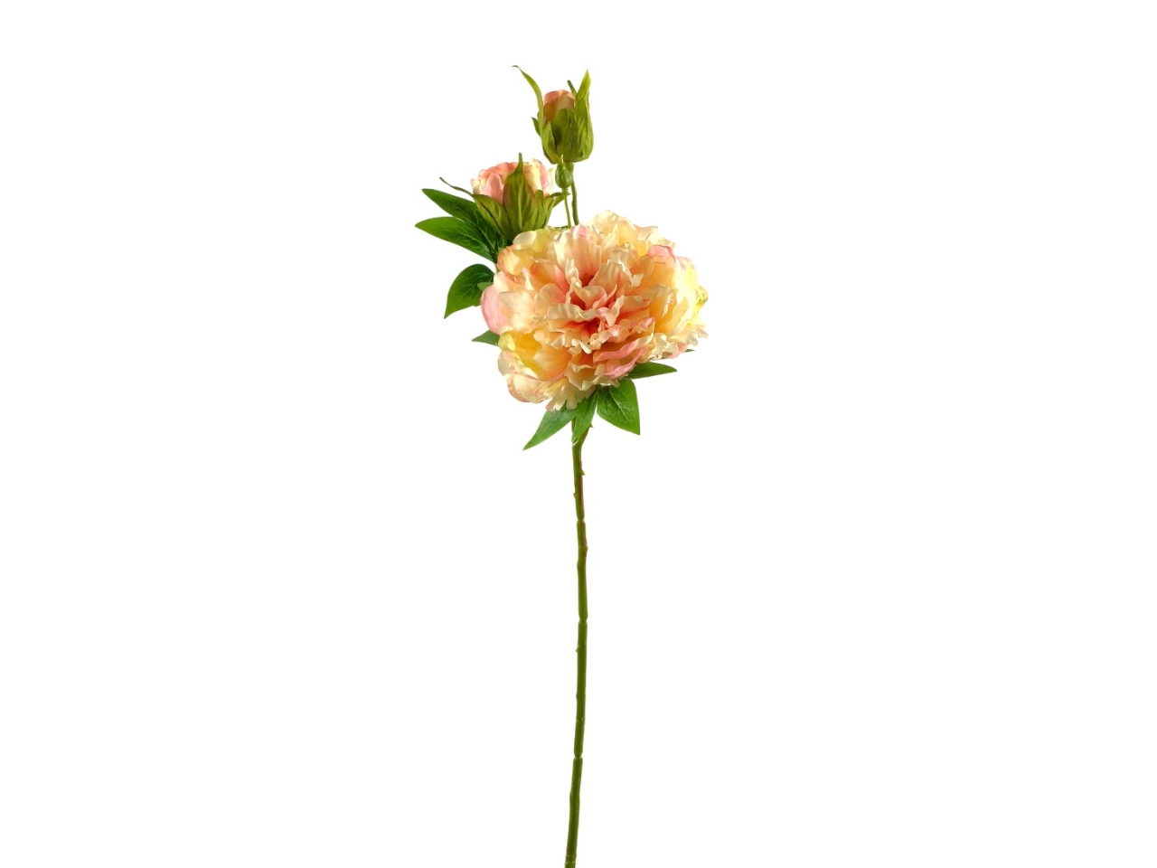 PEONIA SPRUZZATO PESCA DS003816 PEONIA SPRUZZATO PESCA DS003816