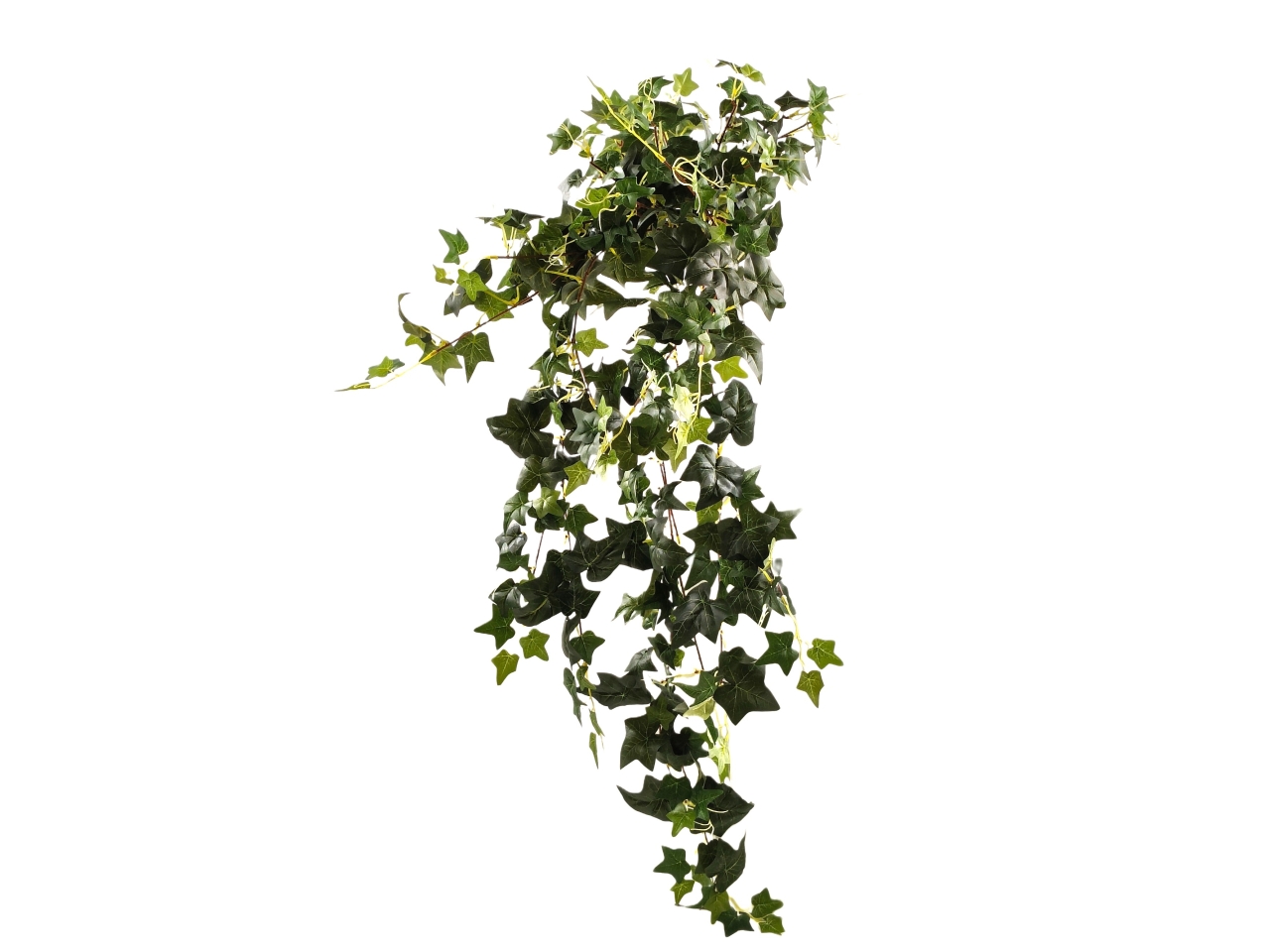 EDERA CESPUGLIO CASCANTE VERDE DS003928