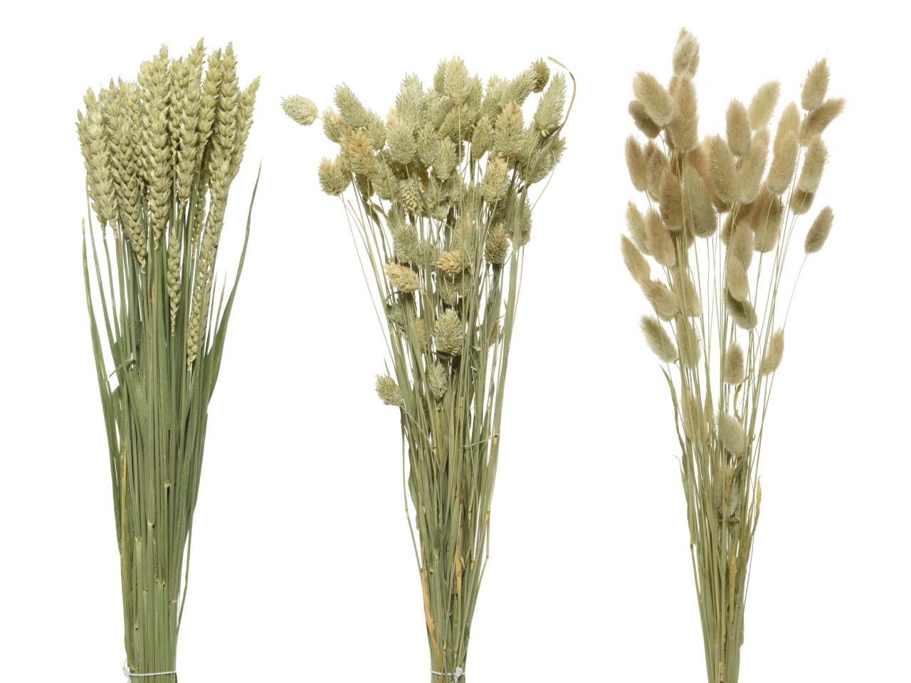 MAZZOLINO FIORI SECCHI 3ASS.D.14xH.60CM 830246 MAZZOLINO FIORI SECCHI 3ASS.D.14xH.60CM 830246