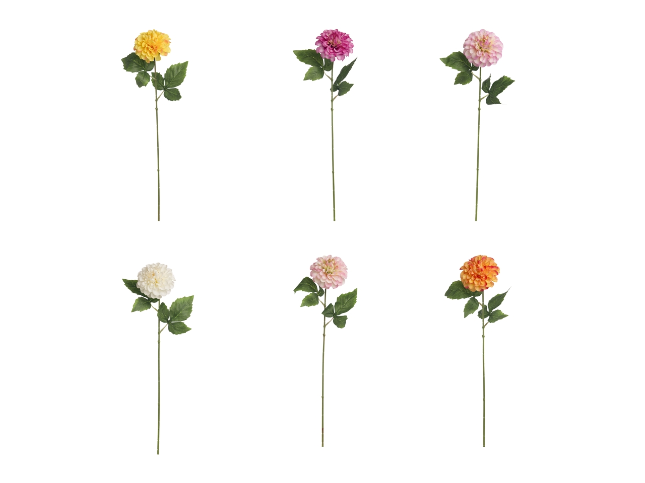 ZINNIA SINGOLA COL.ASS. A19510_01 ZINNIA SINGOLA COL.ASS. A19510_01