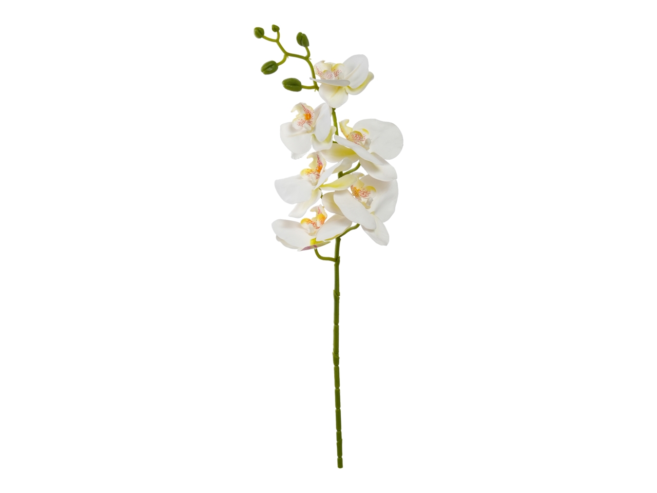 ORCHIDEA 72CM 6 FIORI CREMA A31737_08