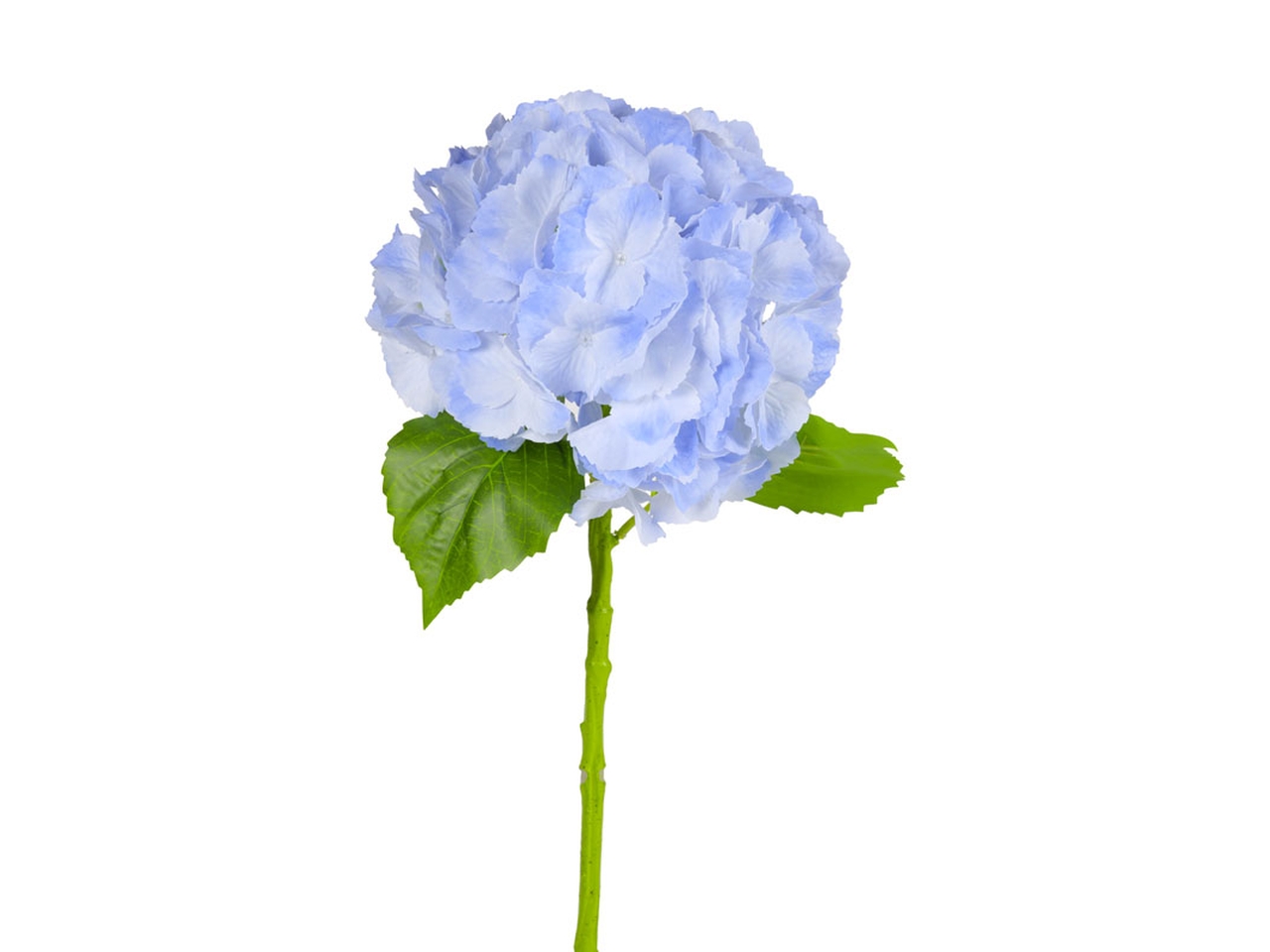 ORTENSIA D.20X60CM CELESTE 144121 ORTENSIA D.20X60CM CELESTE 144121